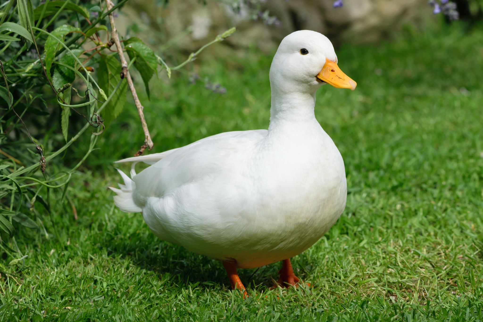 Duck